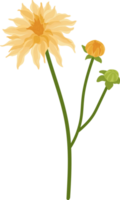 gul dahlia blomma handritad illustration. png