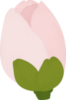 Pink camellia flower hand drawn illustration. png