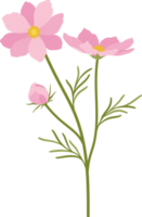 ilustração desenhada à mão da flor rosa cosmos. png