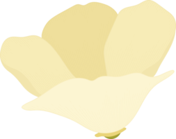 illustrazione disegnata a mano del fiore del papavero bianco della california. png