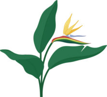 Bird of paradise flower hand drawn illustration. png