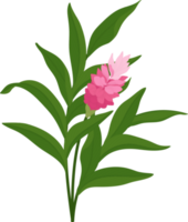 Pink ginger flower hand drawn illustration. png