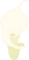 White calla lily flower hand drawn illustration. png