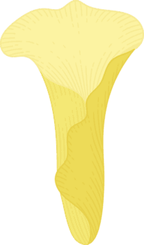 gul calla lilja blomma handritad illustration. png