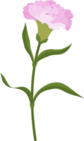 pink carnation flower hand drawn illustration. png