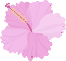 Pink Hibiscus flower hand drawn illustration. png