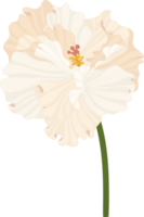 fleur d'hibiscus blanc illustration dessinée à la main. png