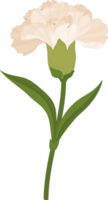 white carnation flower hand drawn illustration. png