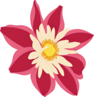 illustration dessinée à la main de fleur de dahlia rouge. png