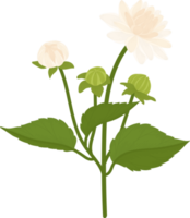 White dahlia flower hand drawn illustration. png