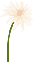 ilustración de dibujado a mano de flor de dalia blanca. png