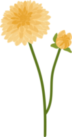 gul dahlia blomma handritad illustration. png