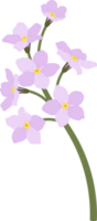 Pink forget me not flower hand drawn illustration. png