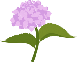 Pink hydrangea flower illustration. png