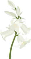 Bluebell flower hand drawn illustration. png