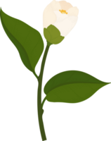 ilustração desenhada à mão de flor de camélia branca. png