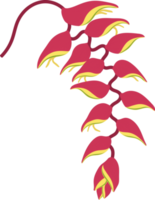 Red Heliconia flower hand drawn illustration. png