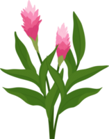 Pink ginger flower hand drawn illustration. png