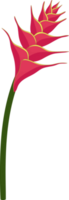 handgezeichnete illustration der roten heliconia-blume. png