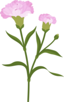 flor de cravo-de-rosa mão desenhada ilustração. png