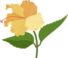 fleur d'hibiscus orange illustration dessinée à la main. png