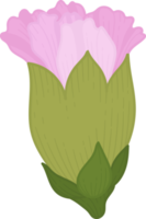 pink carnation flower hand drawn illustration. png