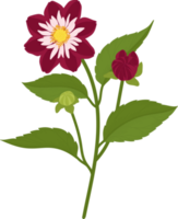 ilustración dibujada a mano de flor de dalia rosa oscuro. png