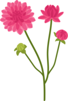 rosa dahlia blomma handritad illustration. png