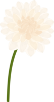 ilustración de dibujado a mano de flor de dalia blanca. png