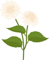 ilustración de dibujado a mano de flor de dalia blanca. png