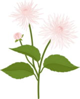 ilustración de dibujado a mano de flor de dalia blanca. png