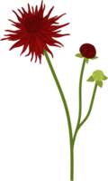 ilustración de dibujado a mano de flor de dalia roja. png