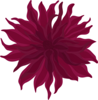 illustration dessinée à la main de fleur de dahlia rose foncé. png