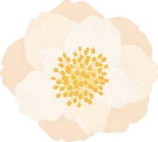 White camellia flower hand drawn illustration. png