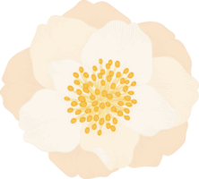 ilustración de dibujado a mano de flor de camelia blanca. png