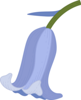 Bluebell flower hand drawn illustration. png