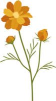 ilustración de dibujado a mano de flor de cosmos naranja. png