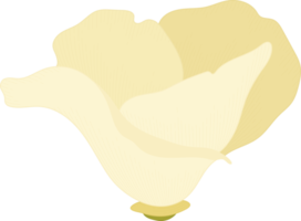 ilustración de dibujado a mano de flor de amapola de california blanca. png