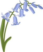 Bluebell flower hand drawn illustration. png