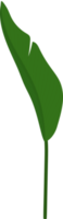 Heliconia leaf hand drawn illustration. png