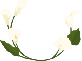 vit calla lilja blomma handritad illustration. png