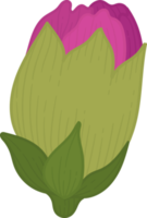 ilustración de dibujado a mano de flor de clavel púrpura. png