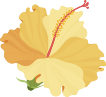 fleur d'hibiscus orange illustration dessinée à la main. png