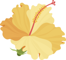 ilustração de mão desenhada flor de hibisco laranja. png