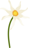 vit dahlia blomma handritad illustration. png