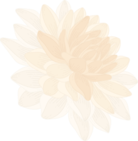 illustration dessinée à la main de fleur de dahlia blanc. png