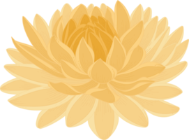 gul dahlia blomma handritad illustration. png