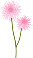 Pink dahlia flower hand drawn illustration. png