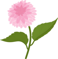 illustration dessinée à la main de fleur de dahlia rose. png