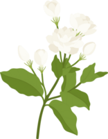 fleur de jasmin illustration dessinée à la main. png